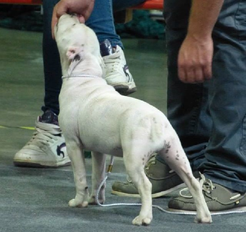 blazen staff's Yoko - Très Prometteur (classe puppy)