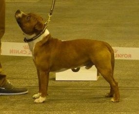 blazen staff's No comment - 1ère Excelllent + MEILLEUR JEUNE DE RACE (classe Jeune)