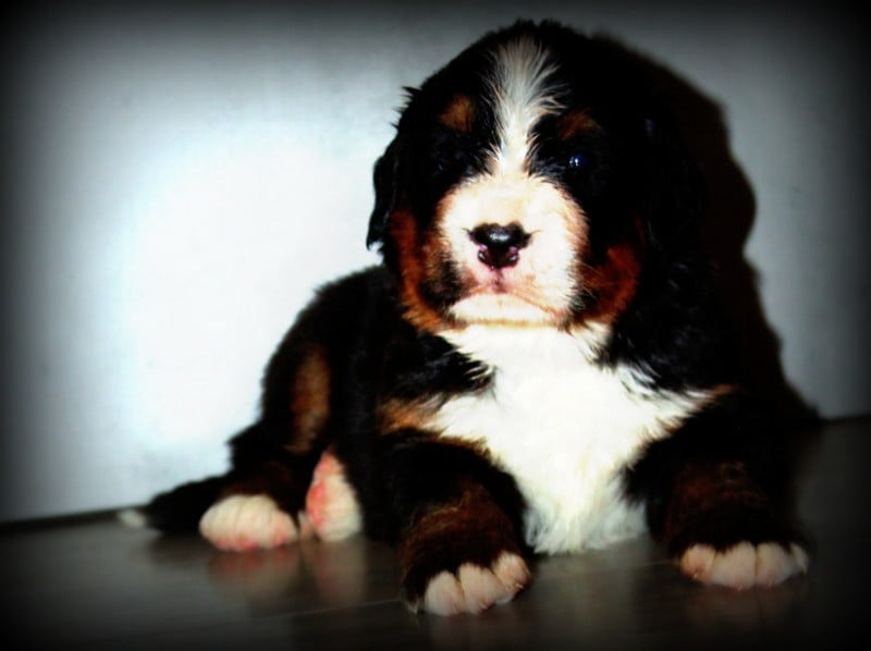 Bouvier Bernois - Du Cercle Des Cerbères