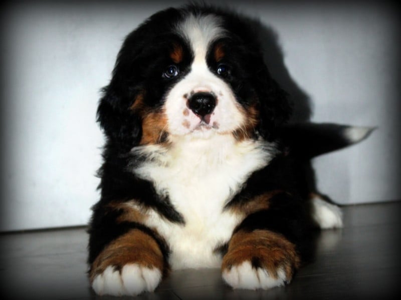 Bouvier Bernois - Du Cercle Des Cerbères