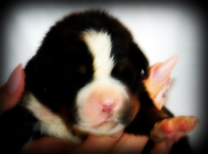Chiot N°1 - Bouvier Bernois
