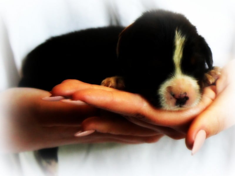 Chiot N°5 - Bouvier Bernois