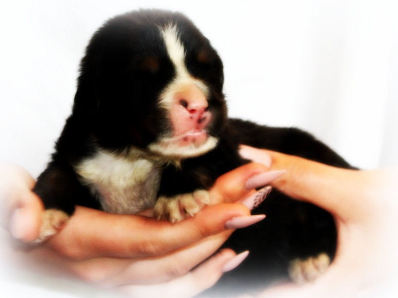 Chiot N°6 - Bouvier Bernois