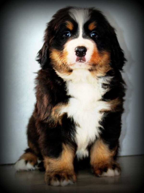 Chiot N°2 - Bouvier Bernois