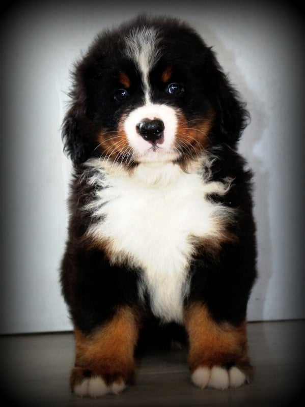 Chiot N°3 - Bouvier Bernois
