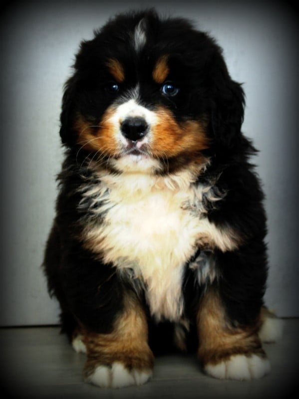 Chiot N°6 - Bouvier Bernois