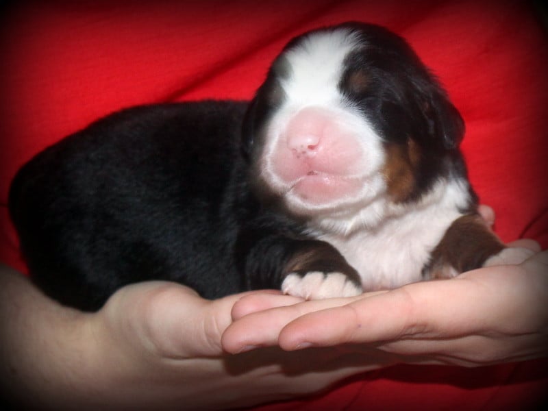 Chiot N°1 - Bouvier Bernois