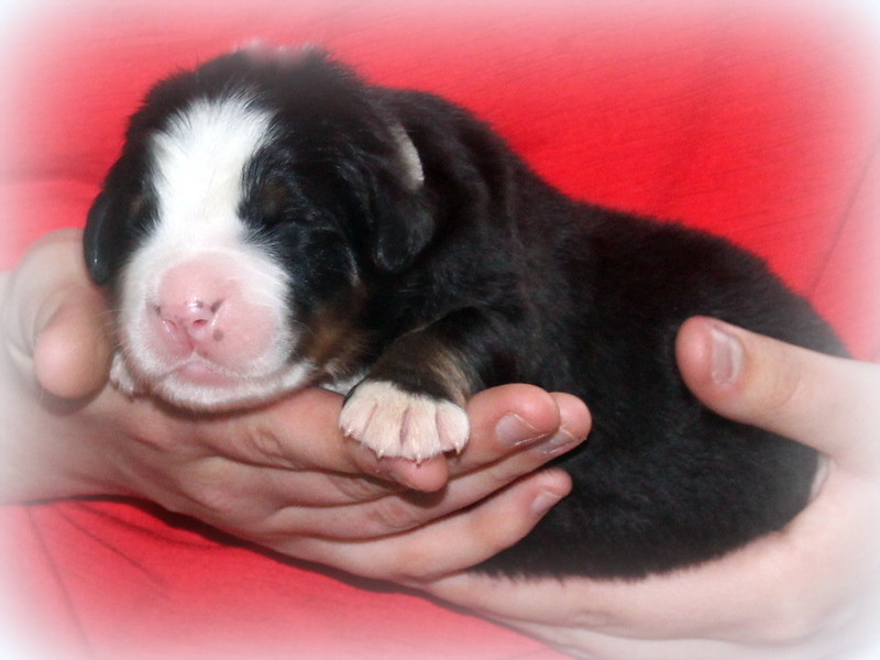 Chiot N°3 - Bouvier Bernois