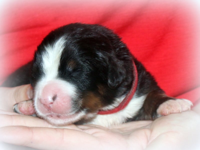 Chiot N°4 - Bouvier Bernois