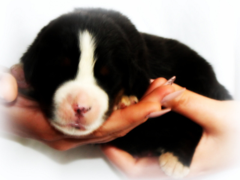 Chiot N°7 - Bouvier Bernois