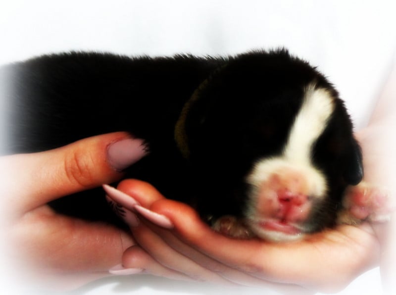 Chiot N°8 - Bouvier Bernois