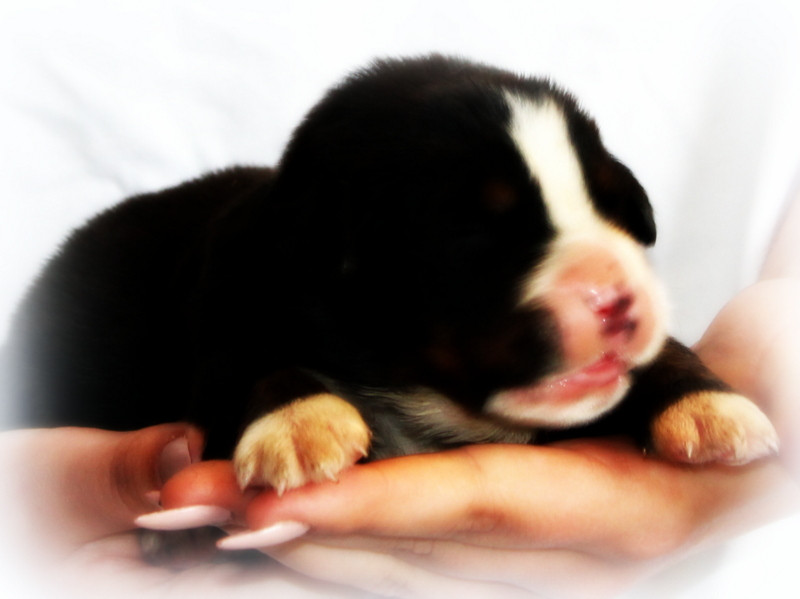 Chiot N°9 - Bouvier Bernois