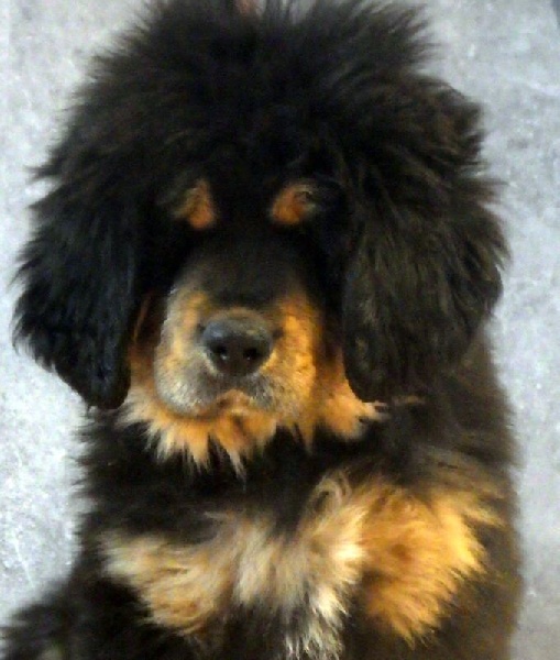 Chiot Elevage Du Cercle Des Cerberes Eleveur De Chiens