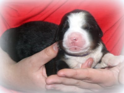 Les chiots de Bouvier Bernois