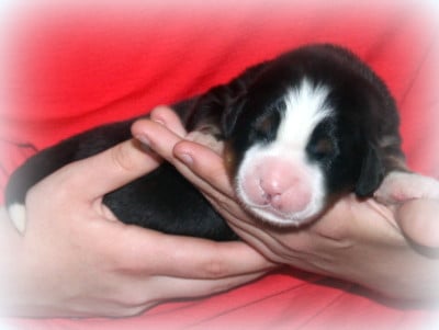 Les chiots de Bouvier Bernois