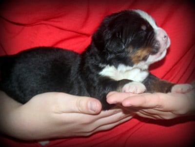 Les chiots de Bouvier Bernois