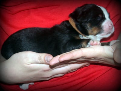 Les chiots de Bouvier Bernois