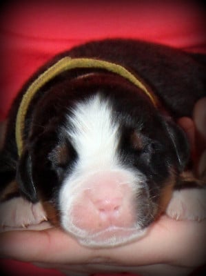 Les chiots de Bouvier Bernois