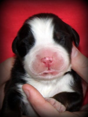 Les chiots de Bouvier Bernois