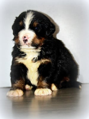 Les chiots de Bouvier Bernois