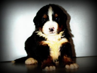 Les chiots de Bouvier Bernois