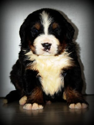 Les chiots de Bouvier Bernois