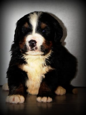 Les chiots de Bouvier Bernois