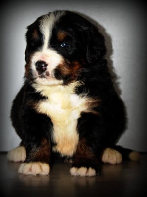 Les chiots de Bouvier Bernois