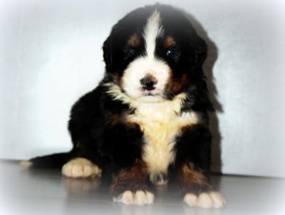 Les chiots de Bouvier Bernois