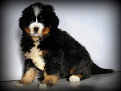 Les chiots de Bouvier Bernois