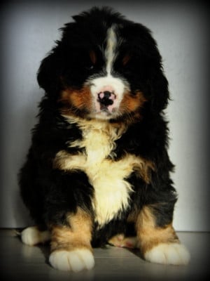 Les chiots de Bouvier Bernois