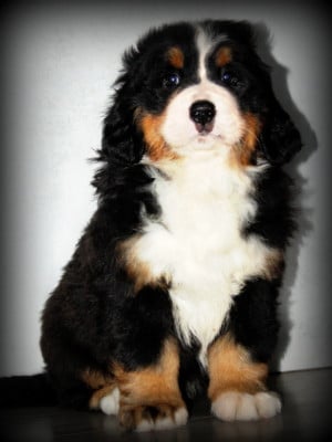 Les chiots de Bouvier Bernois