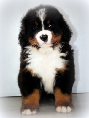 Les chiots de Bouvier Bernois