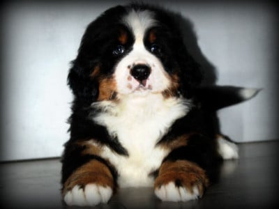 Les chiots de Bouvier Bernois