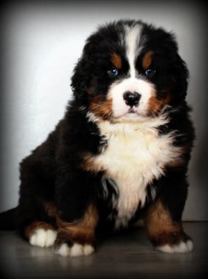 Les chiots de Bouvier Bernois