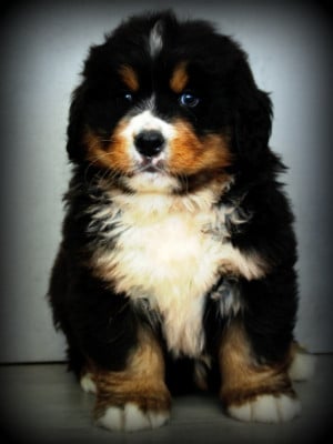 Les chiots de Bouvier Bernois