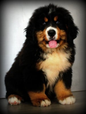 Les chiots de Bouvier Bernois