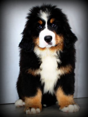 Les chiots de Bouvier Bernois