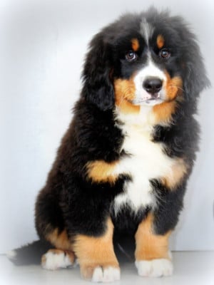 Les chiots de Bouvier Bernois