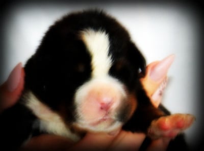 Les chiots de Bouvier Bernois