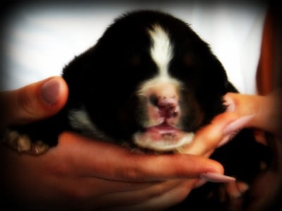 Les chiots de Bouvier Bernois