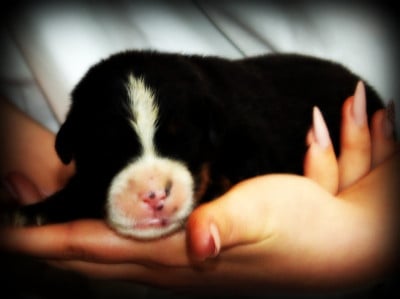 Les chiots de Bouvier Bernois
