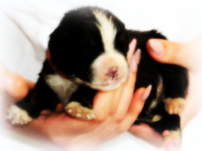 Les chiots de Bouvier Bernois