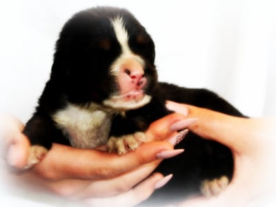 Les chiots de Bouvier Bernois