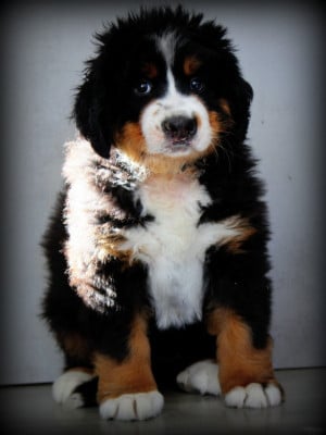 Les chiots de Bouvier Bernois