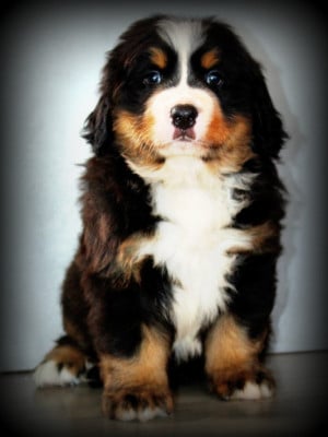 Les chiots de Bouvier Bernois