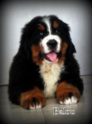 Les chiots de Bouvier Bernois