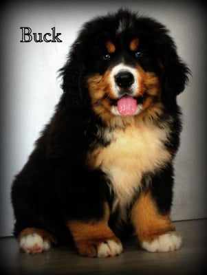 Les chiots de Bouvier Bernois