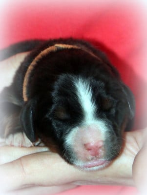 Les chiots de Bouvier Bernois