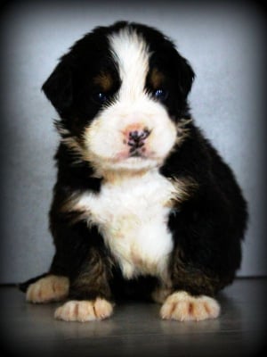 Les chiots de Bouvier Bernois